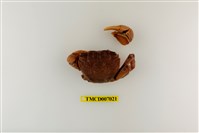 藏品(福曼新脹蟹)的圖片
